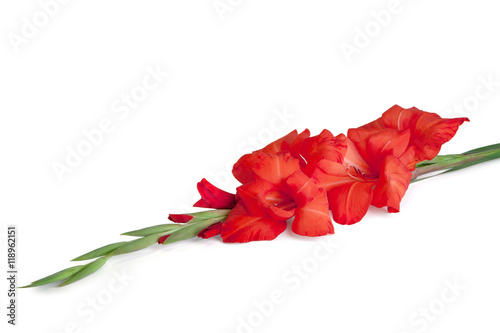 Fototapeta Naklejka Na Ścianę i Meble -  Red gladiolus isolated on white background