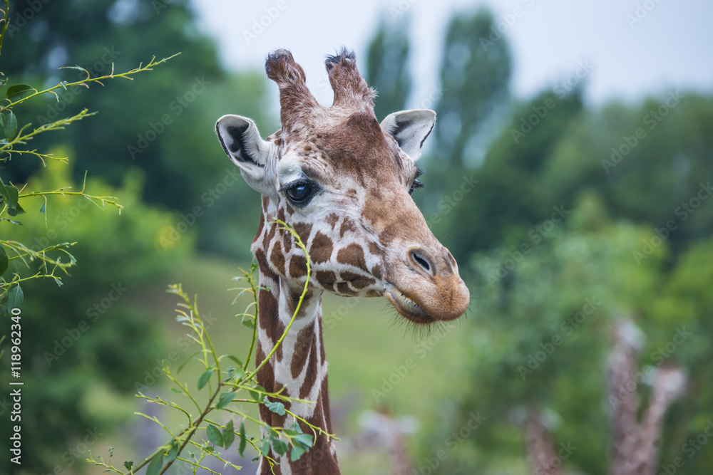 Obraz premium giraffe