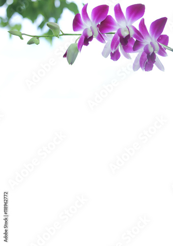 background of  Whtie and violet orchid flower © nitinut380