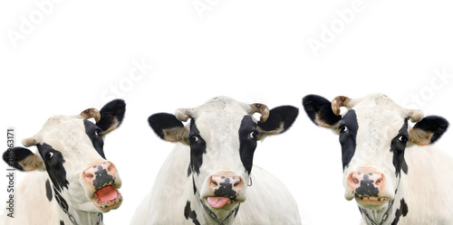 Valokuvatapetti Three funny cow isolated on a white background