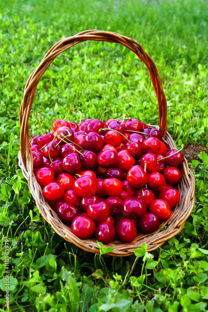 Basket of cherries on green meadow Basket of cherries on green meadow