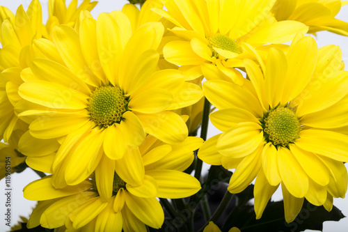 Close up of the yellow chrysanthemum flowers