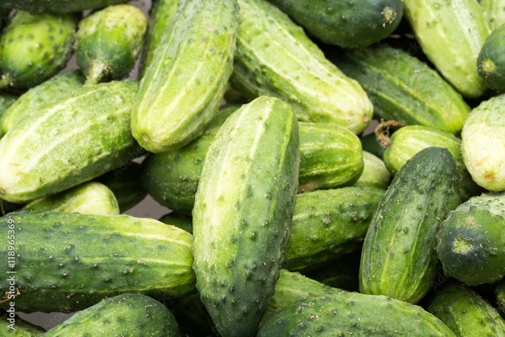 a lot of young cucumbers as background a lot of young cucumbers as background