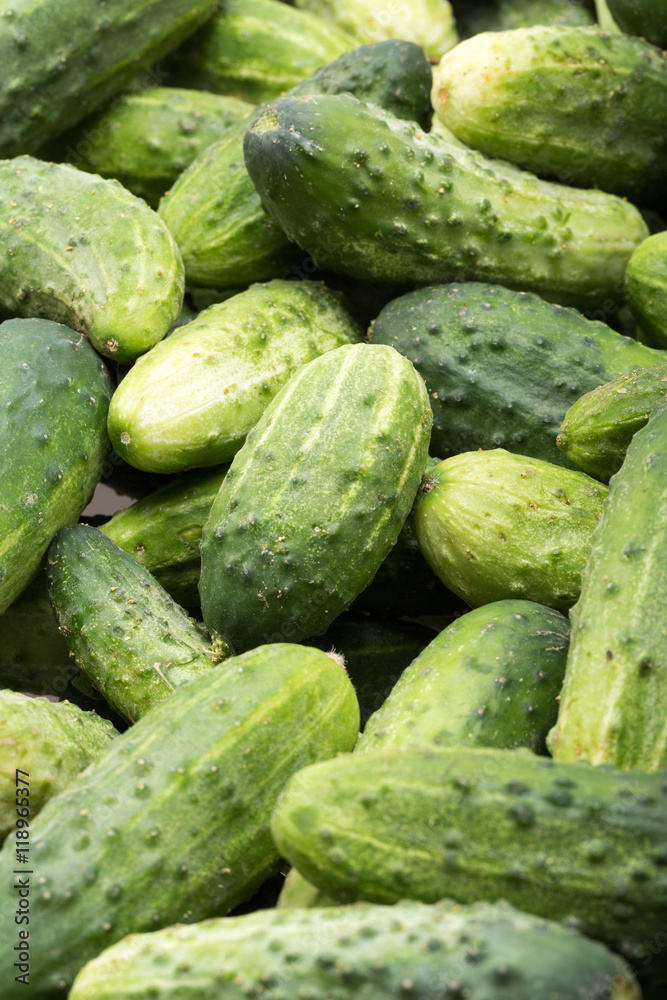 a lot of young cucumbers as background a lot of young cucumbers as background