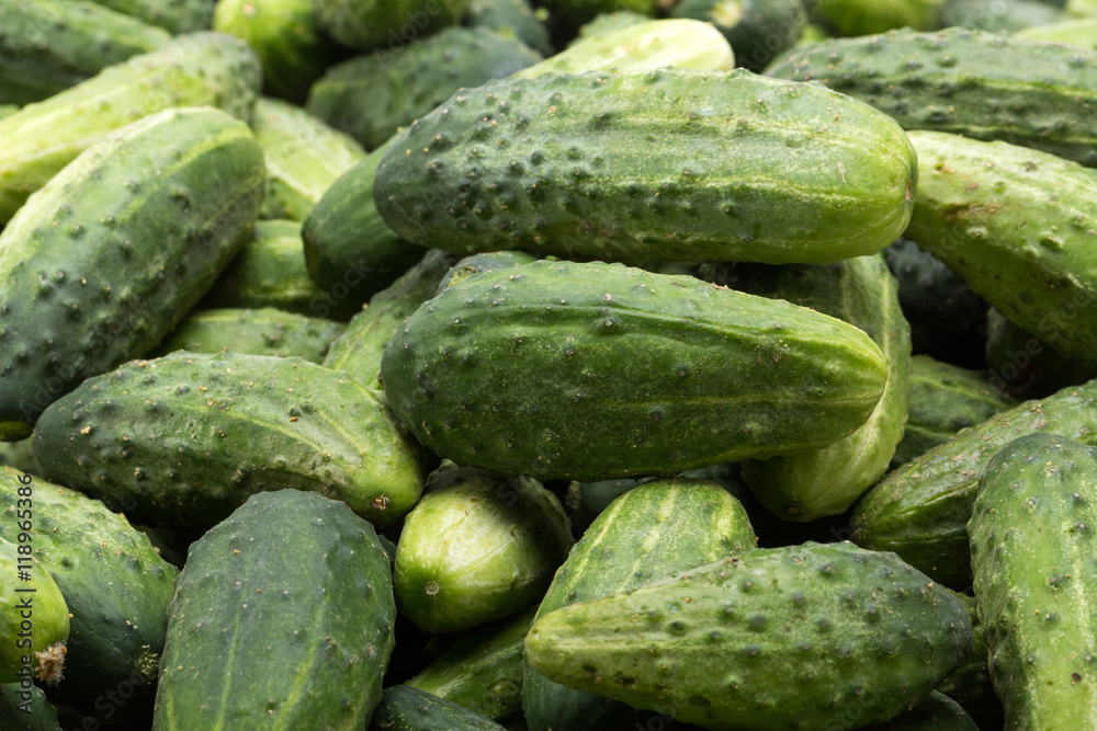 a lot of young cucumbers as background
