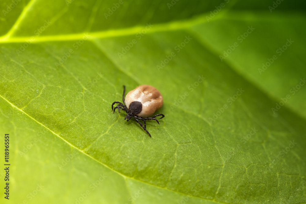 Tick on grass (Ixodes Ricinus)