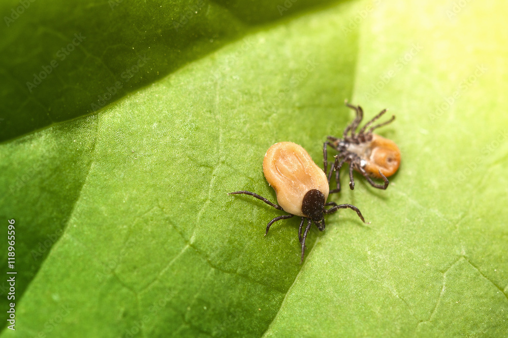 Tick on grass (Ixodes Ricinus) Tick on grass (Ixodes Ricinus)
