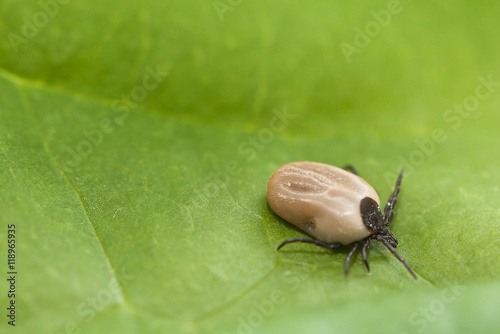 Tick on grass (Ixodes Ricinus) photo