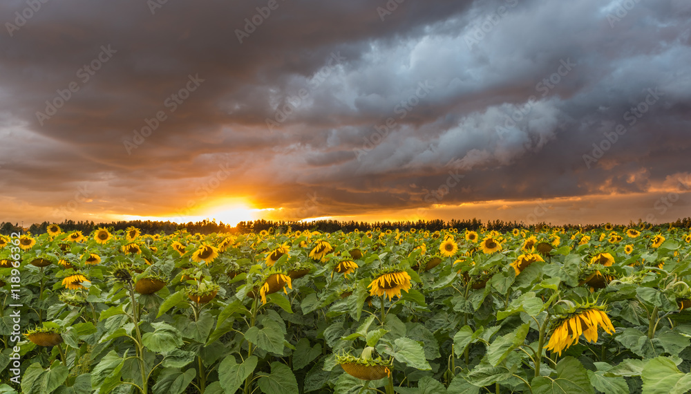 Sunflower filed in sunset with cloudy sky Sunflower filed in sunset with cloudy sky