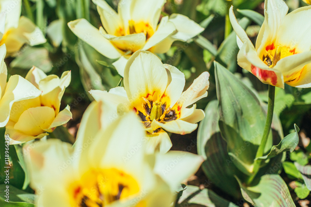 colorful tulips, tulips in spring colorful tulips, tulips in spring