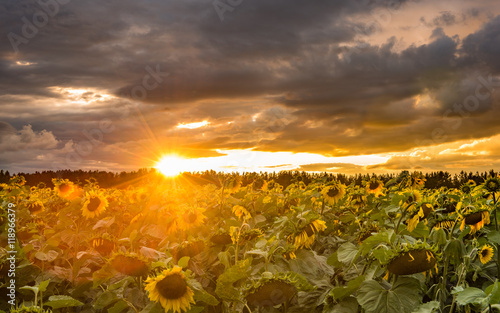 Sunflower filed in sunset with cloudy sky