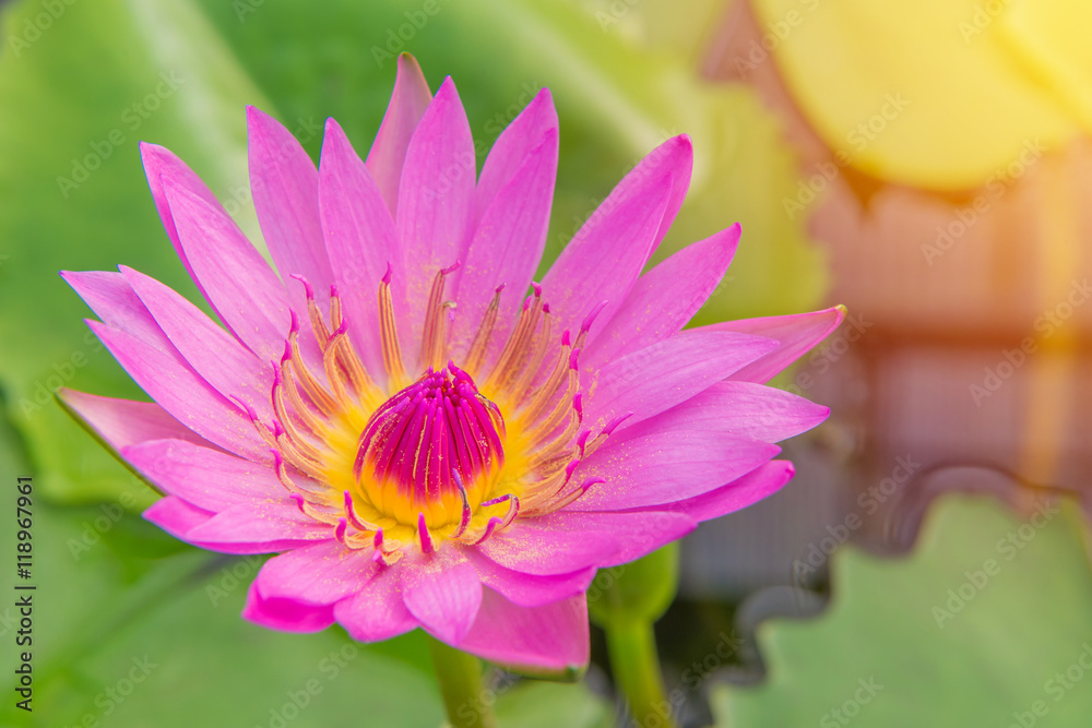 Pink lotus blossoms or water lily flowers in pond Pink lotus blossoms or water lily flowers in pond