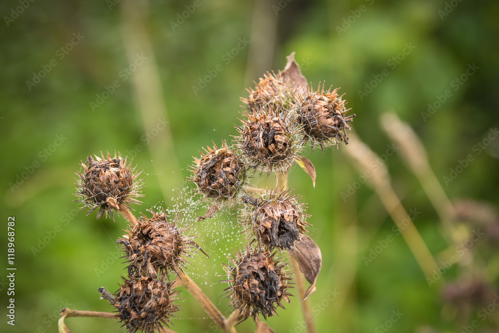 Blossoming beautiful flower with burdock prickles. Arctium lappa. Blossoming beautiful flower with burdock prickles. Arctium lappa.