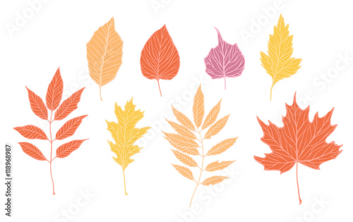 Hand drawn vector illustrations. Set of fall leaves. Forest design