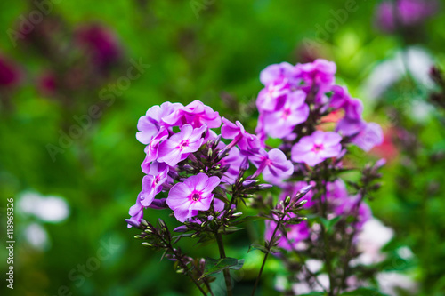 Phlox in the garden. Shallow depth of field.