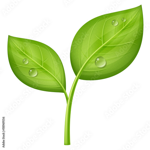 Young green sprout. Vector illustration.