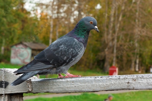 Pigeon sitting on parapet of the bridge