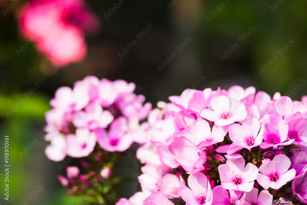 Phlox in the garden. Shallow depth of field.