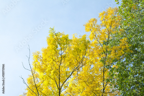 Yellow leaves on blue sky background