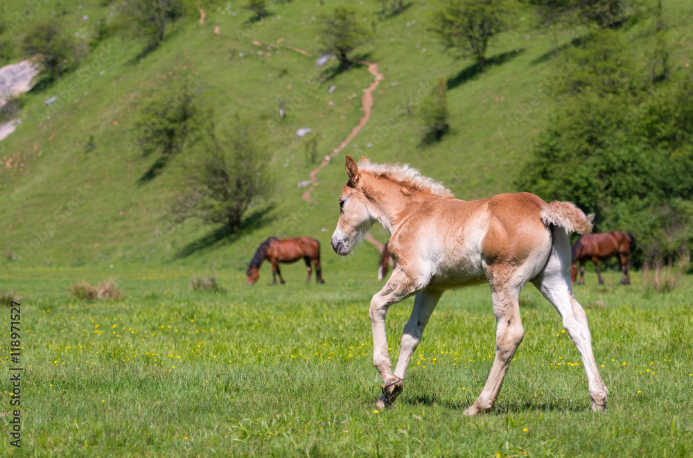 Little foal on a green grass field Little foal on a green grass field