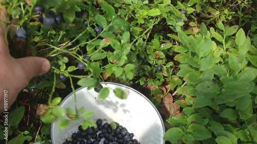 Man's hands full of bilberries or blueberries. Picking berries in forest
