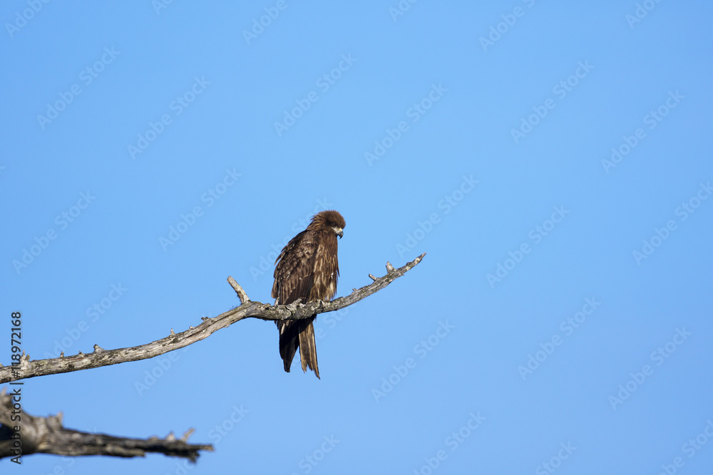 トビ(Black Kite) トビ(Black Kite)