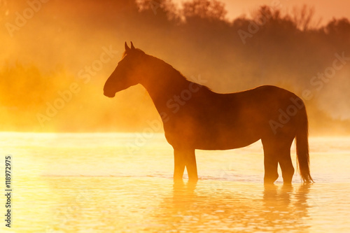 Horse silhouette at sunrise fog in mountain river