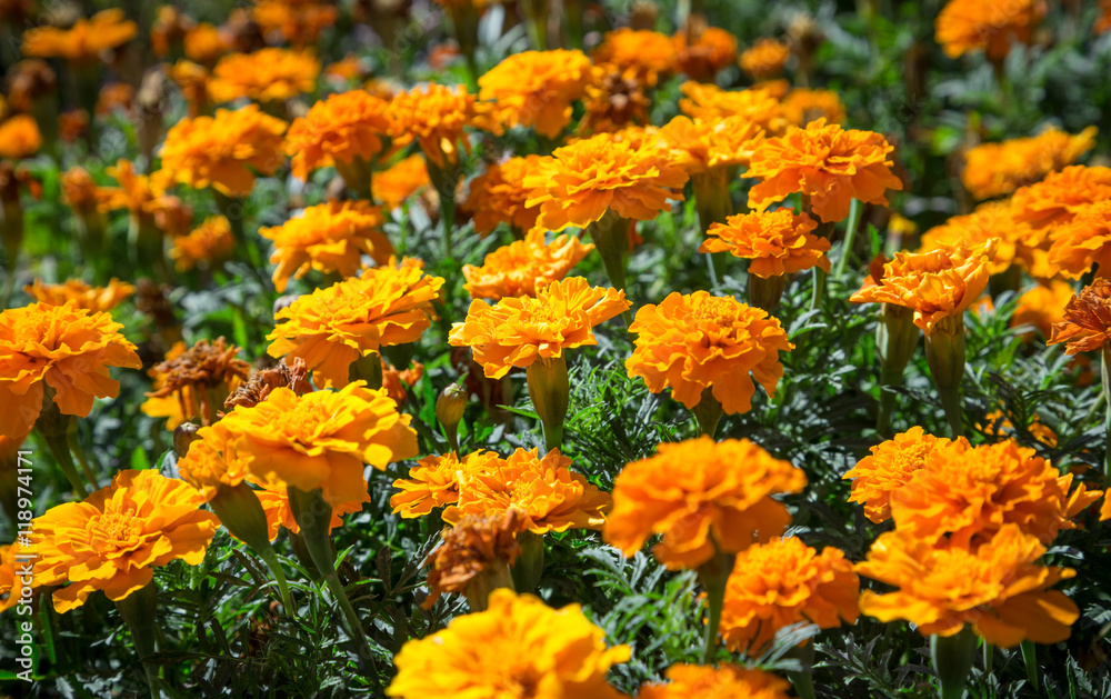Orange French marigolds on the bed Orange French marigolds on the bed