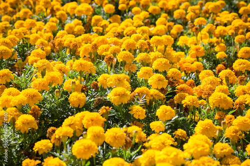 Yellow French marigolds on the bed