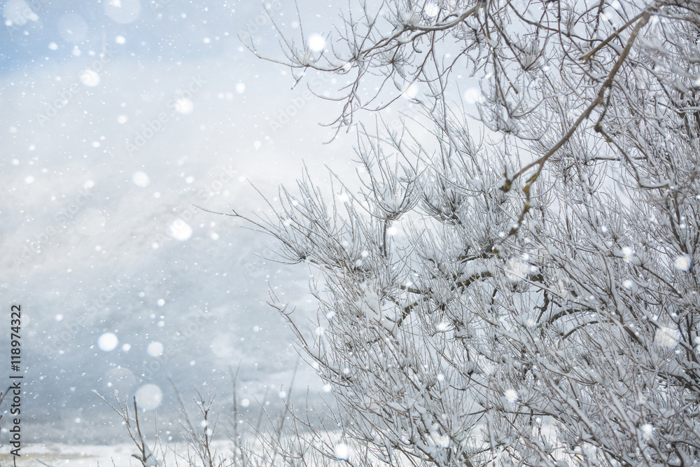 Fototapeta premium Winter city. Snow-covered park. Snowfall. Winter background.