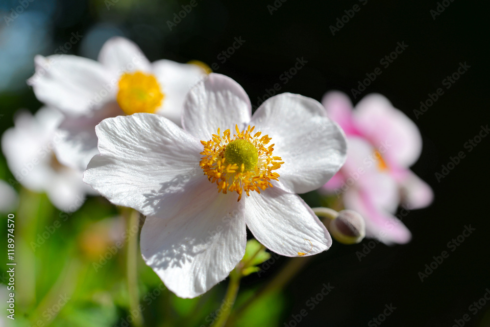 Blumenhintergrund Sommer rosa abstrakt