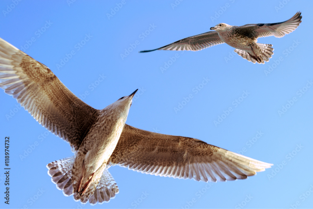 Fototapeta premium Seagull against sky