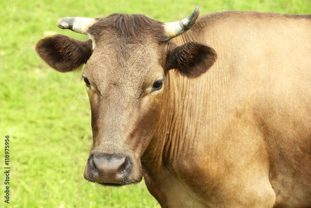 Single cow on the meadow