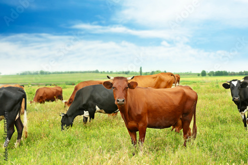 Cows on the meadow © Africa Studio