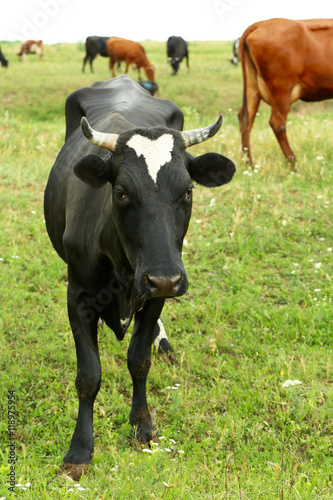 Single cow on the meadow