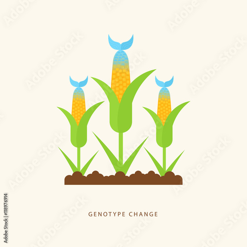 Genotype change. Vector illustration with hybrid corn and fish in the flat style.