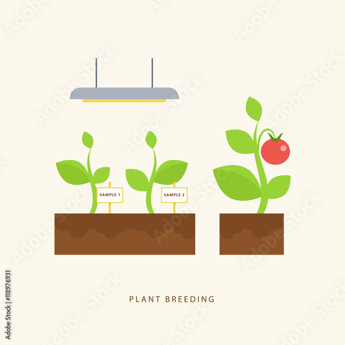 Plant breeding. Vector scene in flat style. © twins_nika