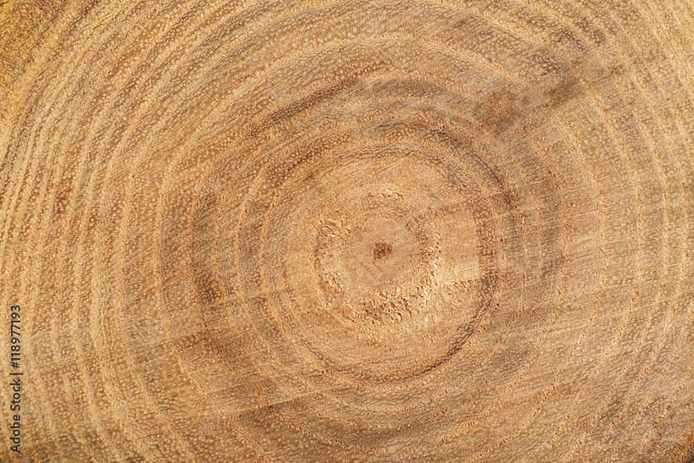 Tree trunk cross section, closeup Tree trunk cross section, closeup