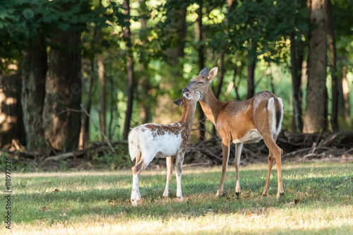 Whitetail Deer Doe and Fawn