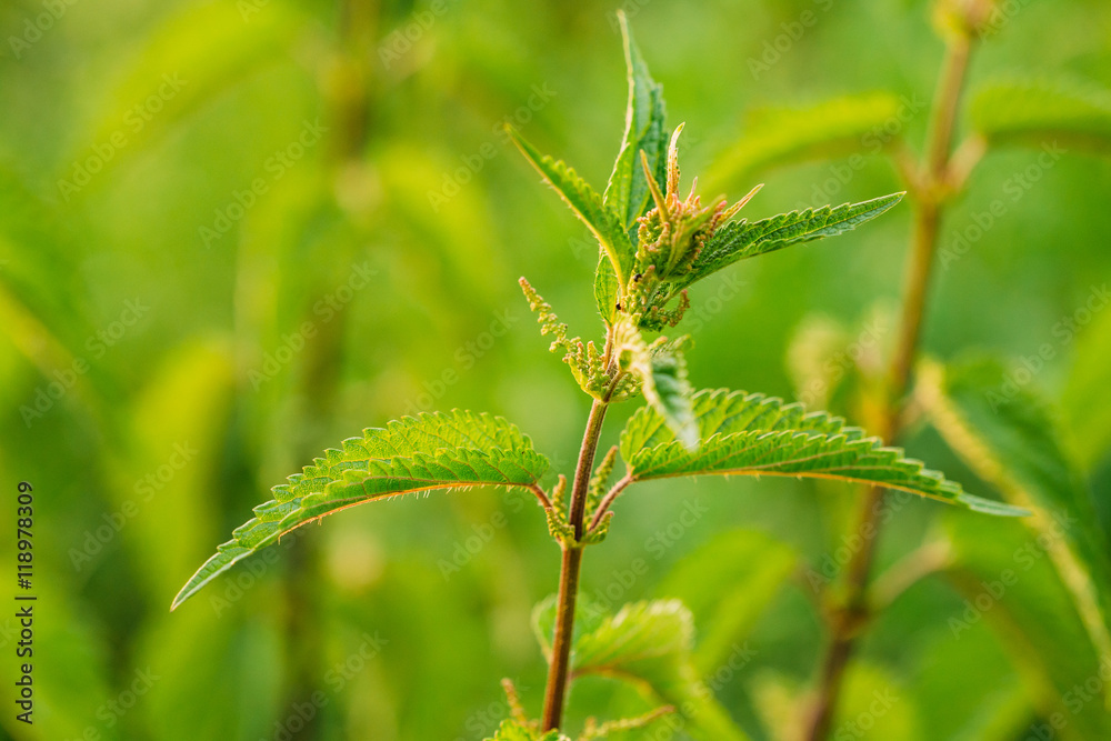 Nettle Twig, Stinging Nettle, Urtica Dioica In Summer Field. Close Up