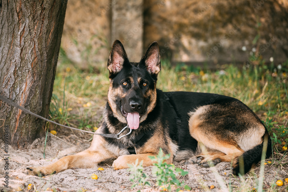 Staring Eyes Purebred German Shepherd Adult Dog, Alsatian Wolf Staring Eyes Purebred German Shepherd Adult Dog, Alsatian Wolf