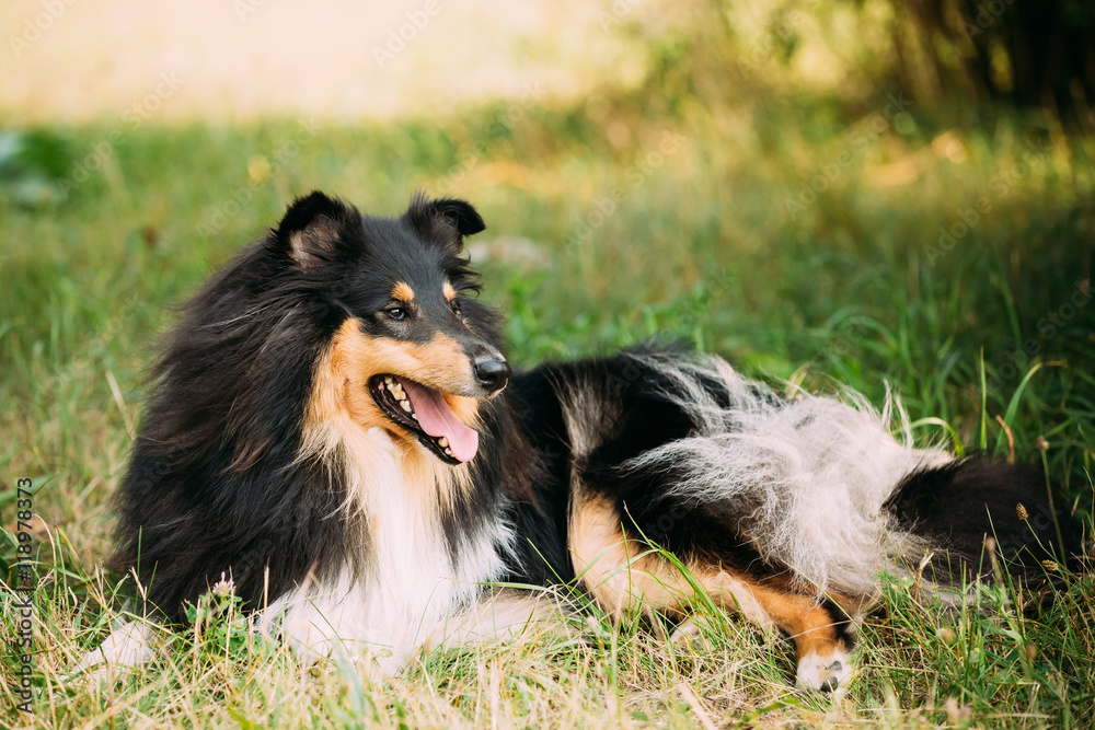 Staring To Camera Tricolor Scottish Rough Long-Haired Collie Las Staring To Camera Tricolor Scottish Rough Long-Haired Collie Las