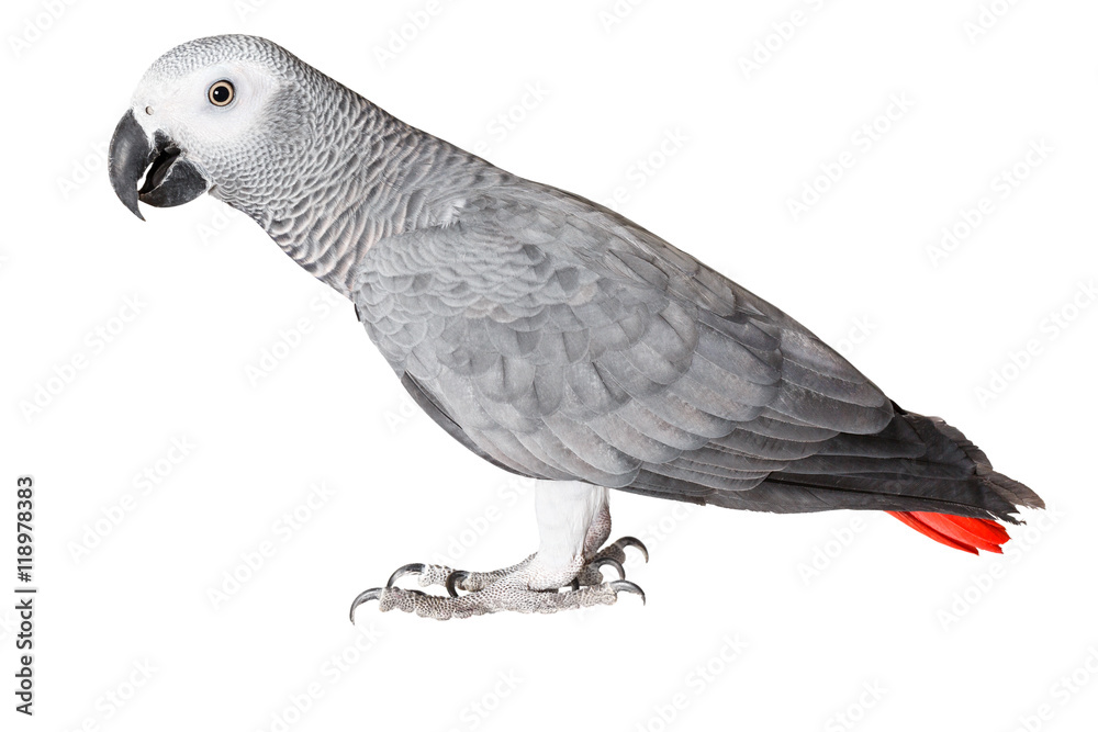 Naklejka premium Gray parrot Jaco on a white background