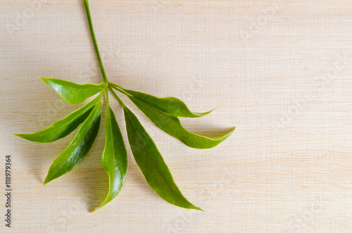 Araliaceae leaf isolated on wooden board photo