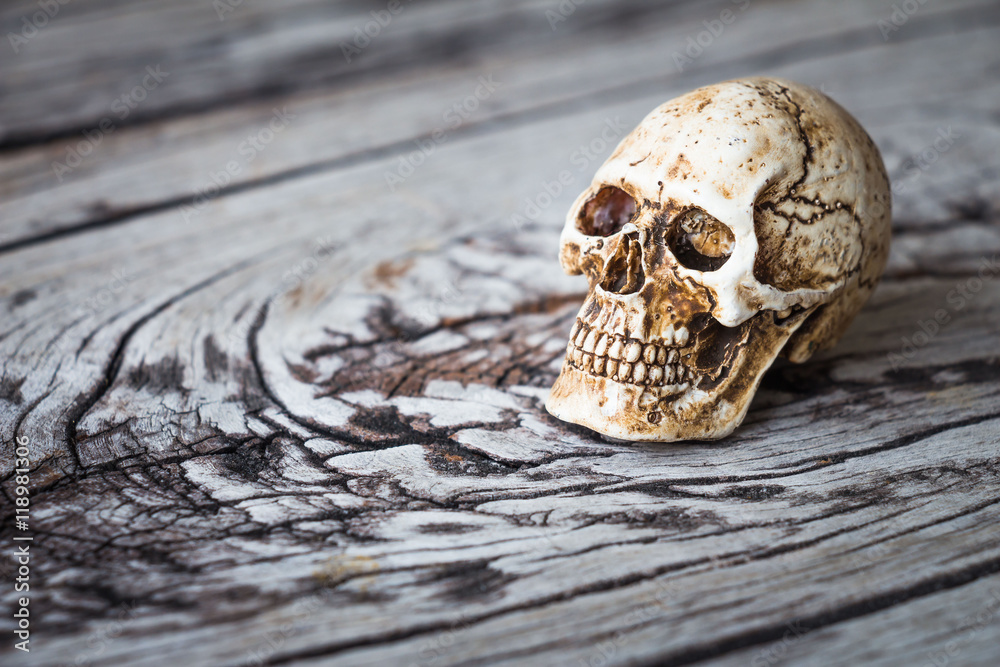 Halloween decoration with skull on wooden background Halloween decoration with skull on wooden background