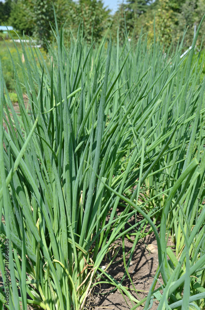 Fototapeta premium Lauch 