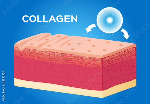 collagen on skin , collagen make skin smooth and white . vector graphic