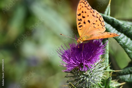 bellezza della natura