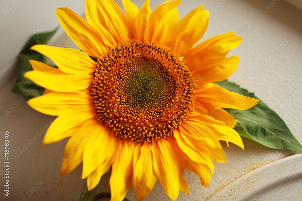 Fototapeta premium sunflower