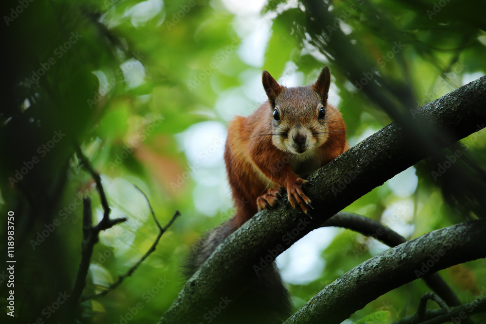 Obraz premium Squirrel in forest